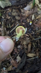 Cortinarius lewisii