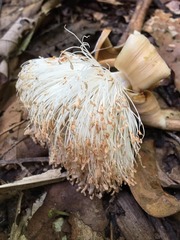 Pseudobombax septenatum