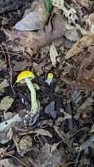 Cortinarius lewisii