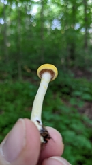 Cortinarius lewisii
