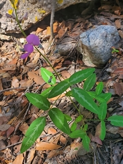 Desmodium batocaulon