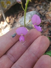Desmodium batocaulon