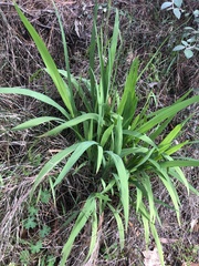 Crocosmia