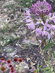 Autographa californica