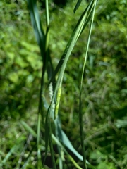 Rottboellia cochinchinensis