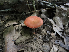 Phylloporus