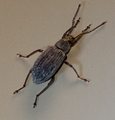 Cyrtepistomus castaneus