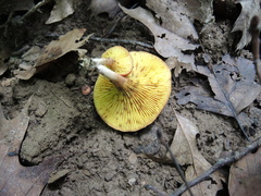 Phylloporus