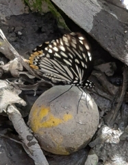 Papilio clytia