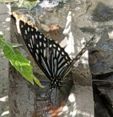 Papilio clytia