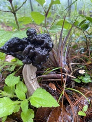 Helvella vespertina