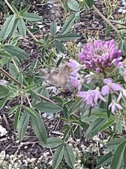Autographa californica