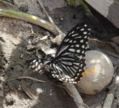 Papilio clytia