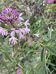 Autographa californica