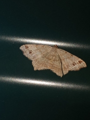 Macaria aemulataria