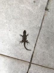Sceloporus grammicus