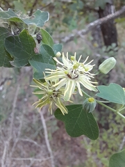Passiflora lutea