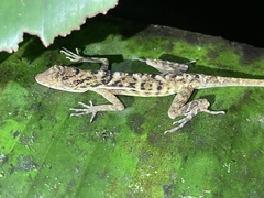 Anolis osa