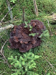 Phaeolus