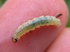 Desmia