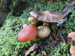 Lactarius
