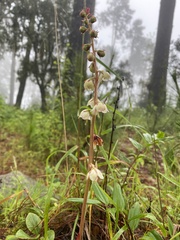 Pyrola