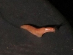 Deroceras reticulatum