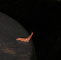 Deroceras reticulatum