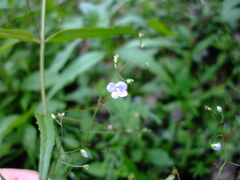Veronica scutellata