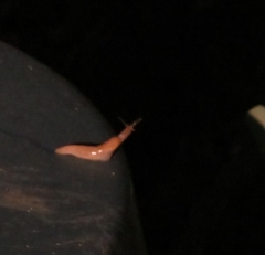 Deroceras reticulatum