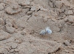 Dasymutilla gloriosa