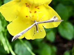 Gillmeria pallidactyla