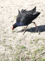 Porphyrio melanotus