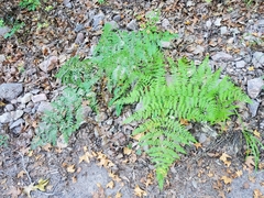 Pteridium