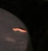 Deroceras reticulatum