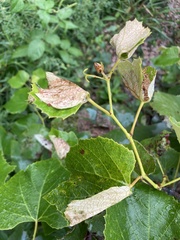 Desmia