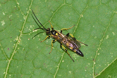 Ichneumonina