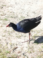 Porphyrio melanotus