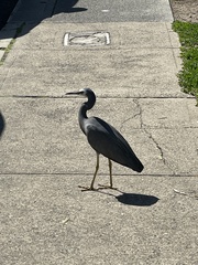 Egretta novaehollandiae