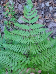 Pteridium