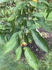 Malus baccata