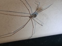 Pholcidae