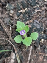 Stemodia verticillata