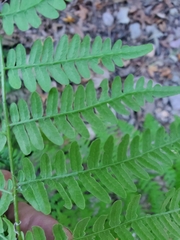 Pteridium