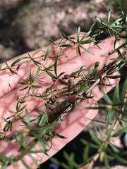 Myrtoideae