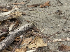 Basiliscus basiliscus