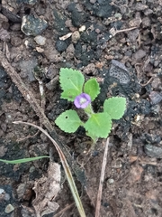 Stemodia verticillata