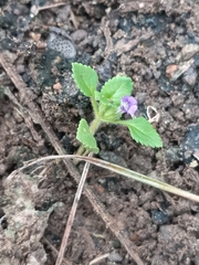 Stemodia verticillata