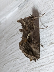 Autographa