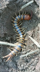 Scolopendra